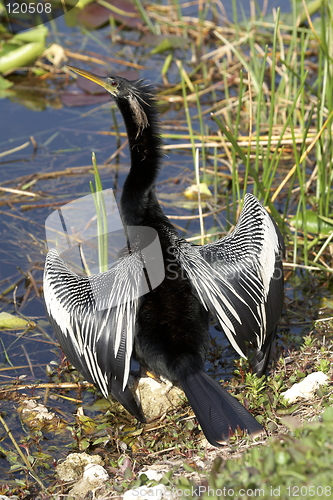 Image of anhinga male bird