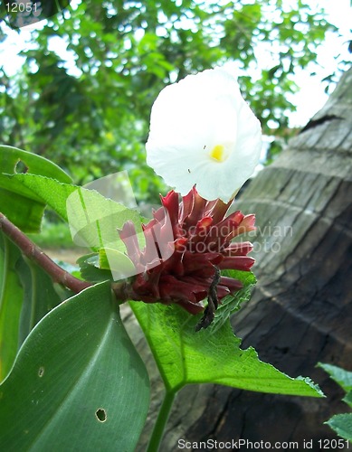 Image of beautiful flower