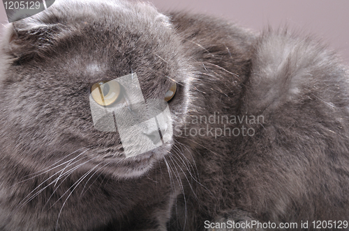 Image of Scottish fold cat