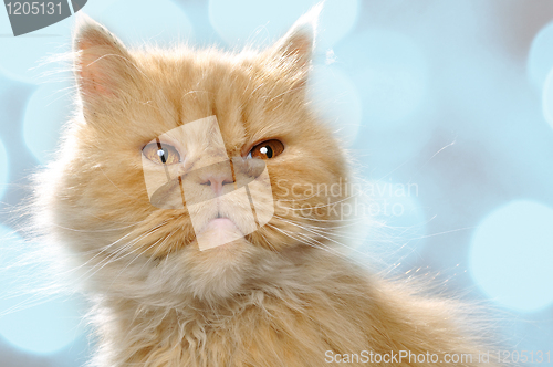 Image of red Persian cat