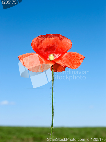 Image of Red poppy flower over field