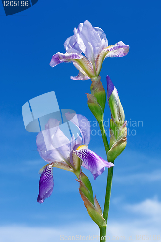 Image of Iris flowers