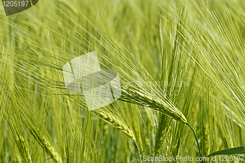 Image of Flowering of barley