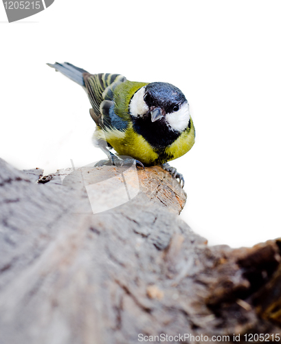 Image of Titmouse on a snag