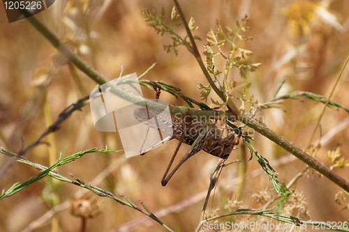 Image of Locust on the flower stem upside down