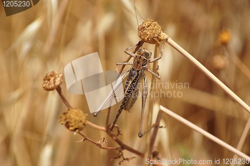 Image of Locust on autumn meadow close-up