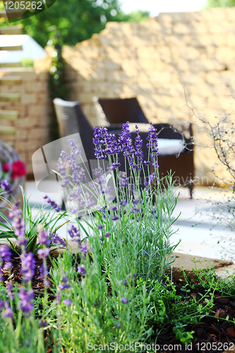 Image of Lavender in garden