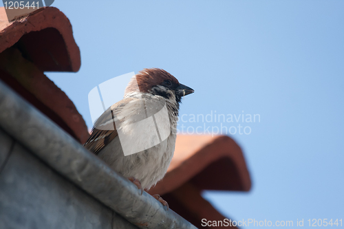 Image of Tree sparrow