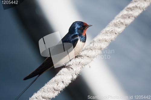 Image of Barn swallow