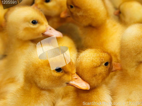 Image of Group of  small domestic ducklings 