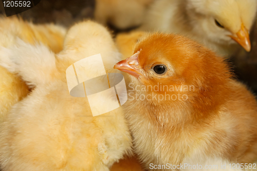 Image of Portrait of small domestic chicken