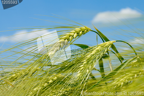 Image of Barley spikelet on the field