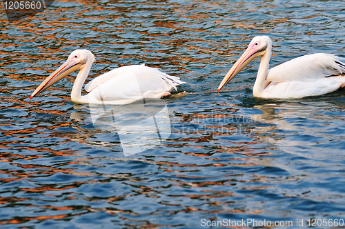 Image of Two pelican birds swimming