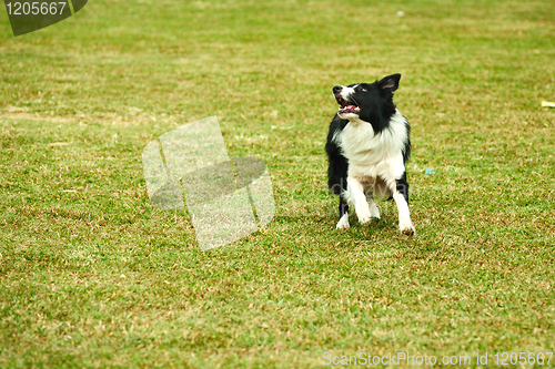 Image of Border collie dog running