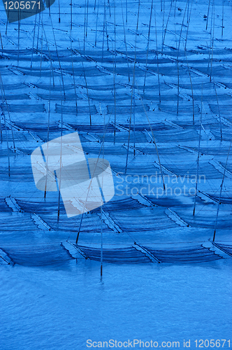 Image of Seaweed farm