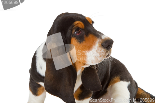 Image of Cute basset puppy