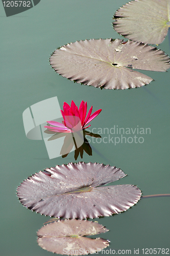 Image of Lotus flower with leaves