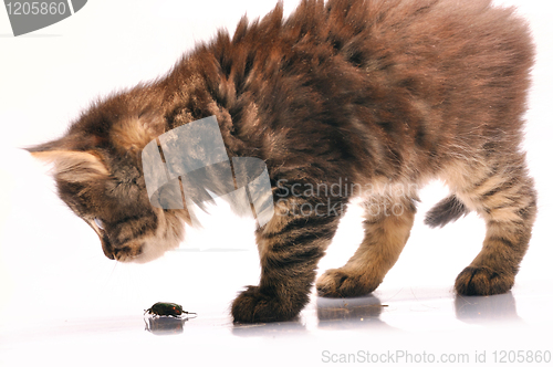 Image of kitten exploring a bug