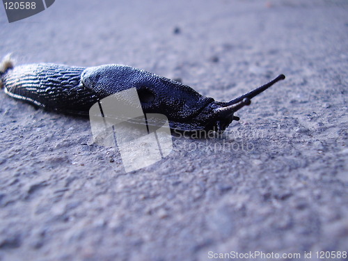 Image of Snail