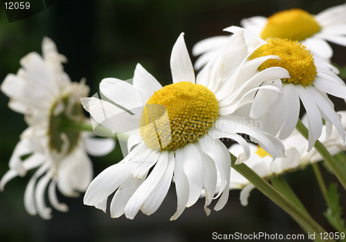 Image of Marguerites