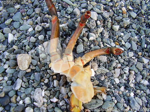 Image of Crab's claw