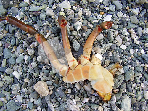 Image of Crab's claw