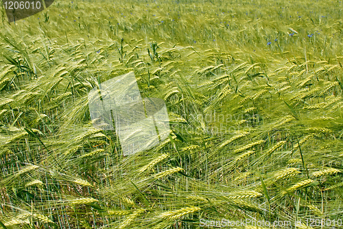 Image of Barley field during flowering