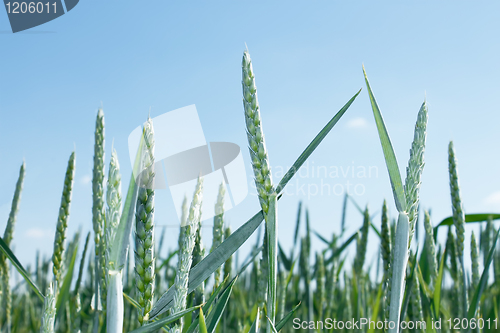 Image of Green spikes of wheat