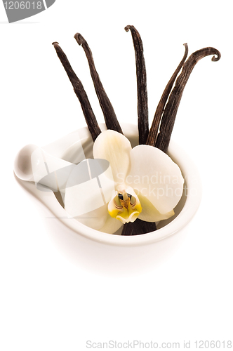 Image of Vanilla pods and flower