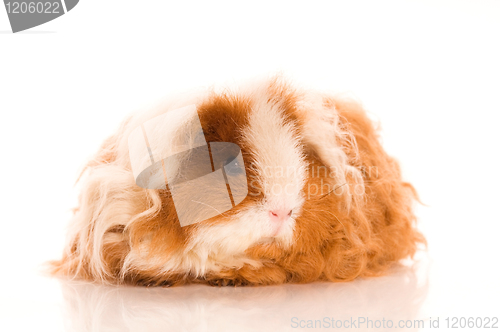 Image of long hair guinea pig