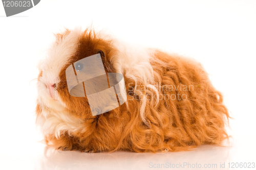 Image of long hair guinea pig