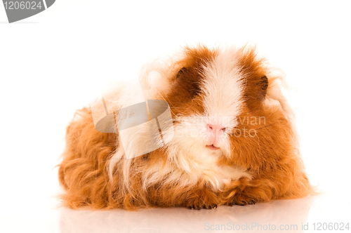 Image of long hair guinea pig