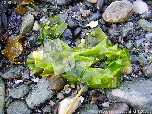 Image of leaf slime