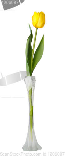 Image of Tulip flower in vase, isolated