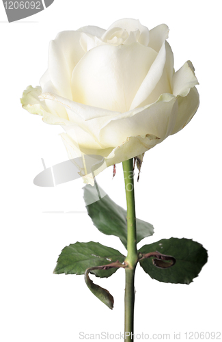 Image of White rose, isolated
