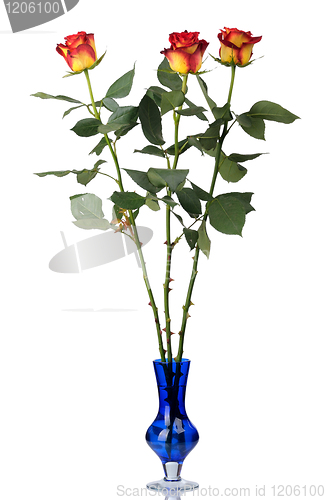 Image of Red roses in vase, isolated