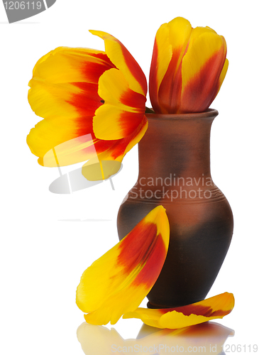 Image of Tulip flower in a pot of red clay, isolated.