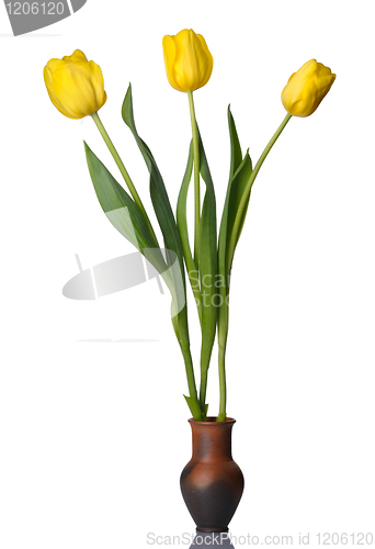 Image of Tulip flowers in a pot of red clay, isolated.