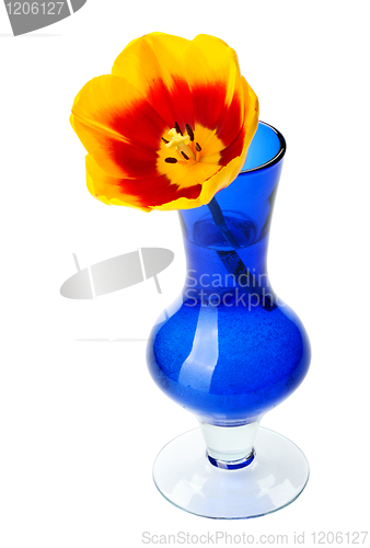 Image of Tulip flowers in a blue glass vase, isolated.