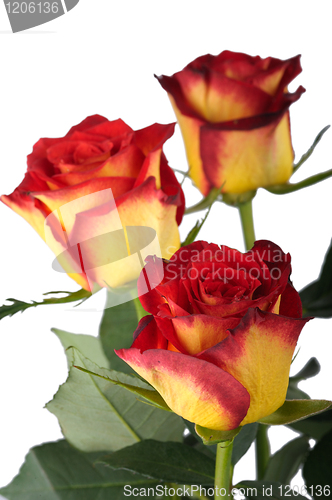 Image of Red roses, isolated