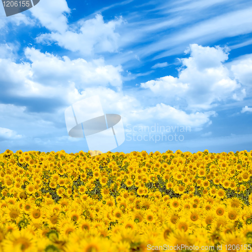 Image of Sunflowers field.