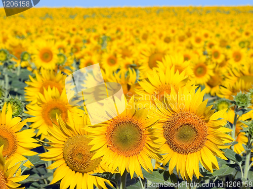 Image of Sunflowers field.