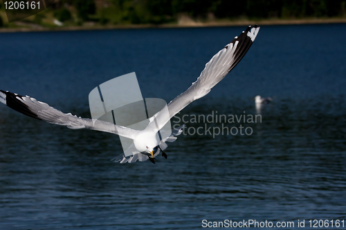 Image of sea gull in air