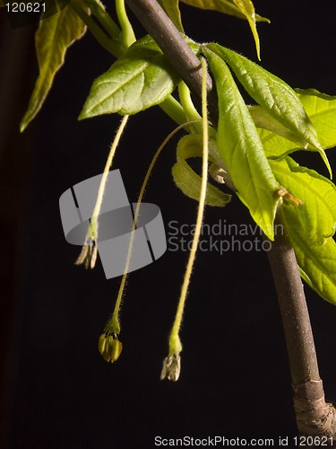 Image of Spring seeds II