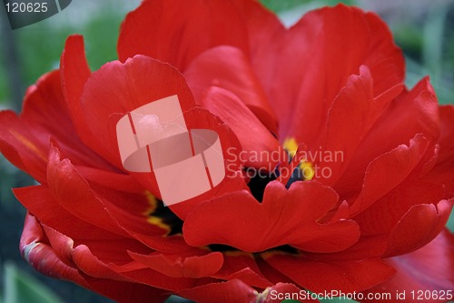 Image of Extra red tulip