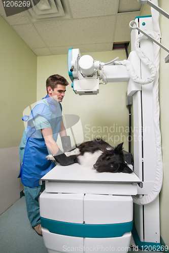 Image of Vet taking out X-ray of a dog