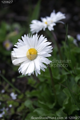 Image of White daisy