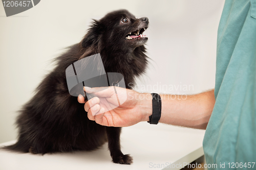 Image of Veterinarian examining dog's paw