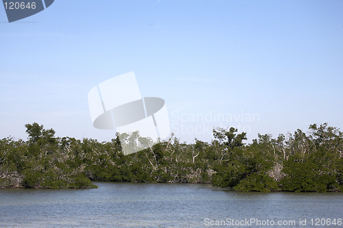 Image of Mangrove swamp tree line