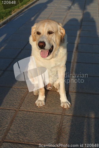 Image of Tired dog